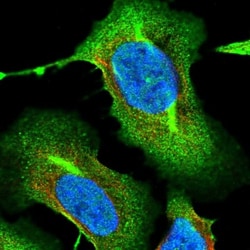 RNF145 Antibody, Novus Biologicals:Antibodies:Primary Antibodies